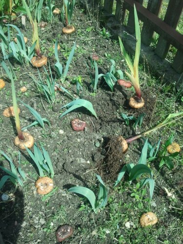 Gladiolenzwiebel vor der Pflanzung