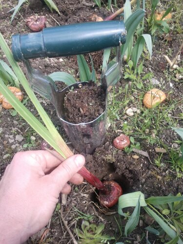 Gladiolenzwiebel pflanzen