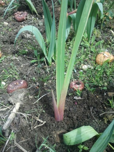 vorgezogene Gladiolenzwiebel