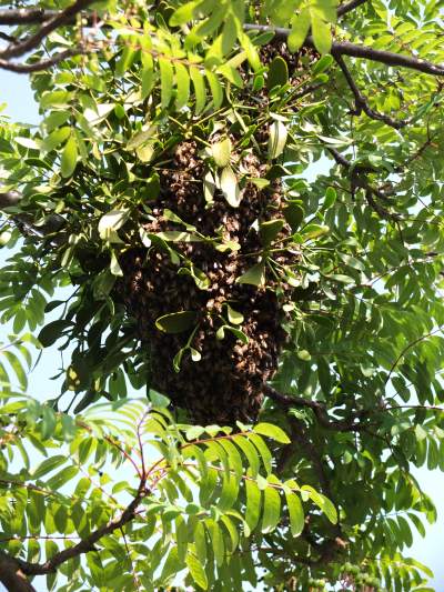 Bienenschwarm als Traube im Baum in einer Mistel