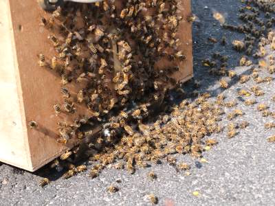 Bienen an der Außenwand der Schwarmkiste