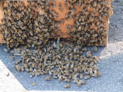 Bienenschwarm am Flugloch der Schwarmkiste