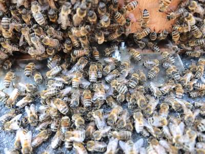 Bienenschwarm am Flugloch der Schwarmkiste