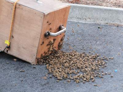 Bienen laufen in die Schwarmkiste ein
