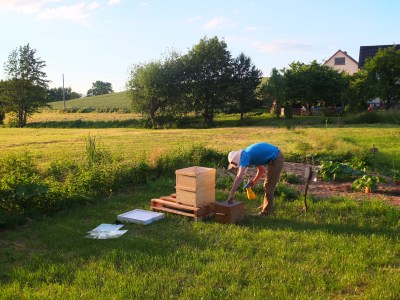 Einlogieren eines Bienenschwarms