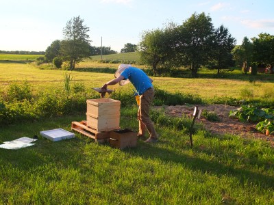 Einlogieren eines Bienenschwarms