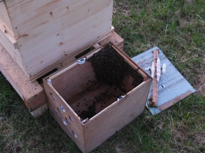 Bienen in der Schwarmkiste