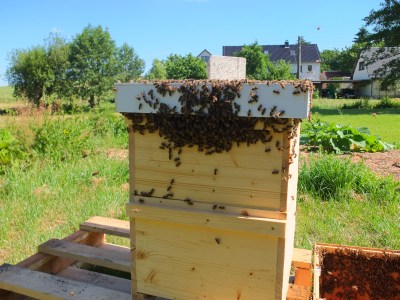 Bienen an der Magazin-Außenseite