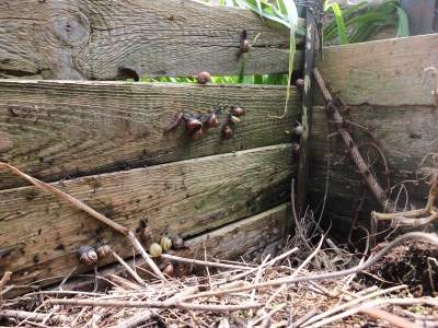 Schnecken im Kompost