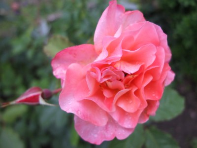Rose Westerland Blüte 2. Jahr