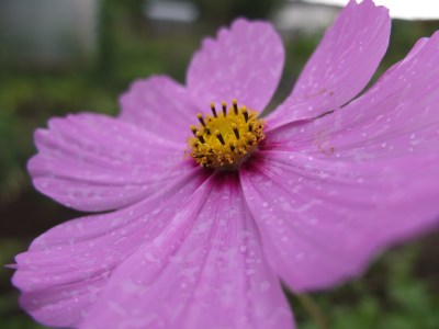 Cosmea lila Blüte