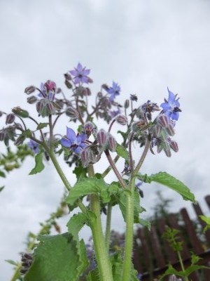 Borretsch mit Blüten