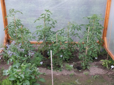 Tomaten unter Dach