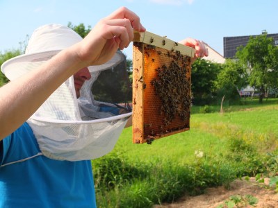 Bienenwabe eines Schwarms