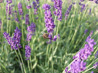 Bienen am Lavendel