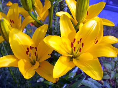 Lilien, Lilien und nochmals Lilien Orientalische Lilien in gelb