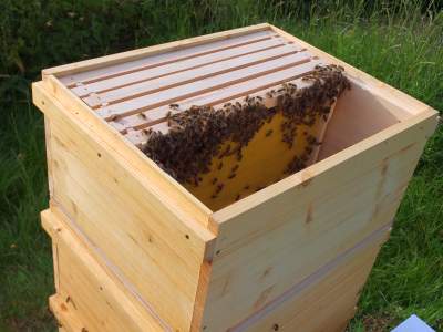 Aufsetzen des Honigraums