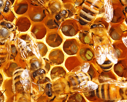 Honig Biene Eier Stifte