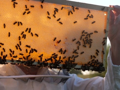 Bienen auf einer Honigwabe im Sonnenlicht