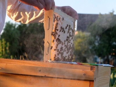 Entnahme einer Honigwabe aus dem Honigraum