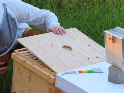 Entfernen der Bienenflucht