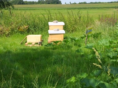 Bienenbeuten vor der Honigernte