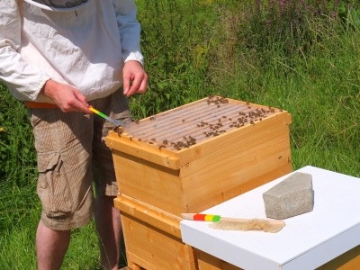 Entfernen der Folie auf der Bienenbeute mit dem Stockmeißel