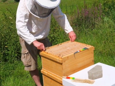 Entnahme einer Honigwabe mit Imkerschleier