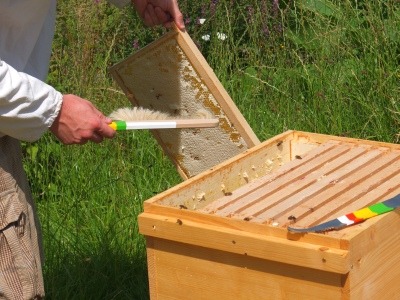 Abkehren von Bienen an einer Honigwabe
