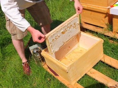 Honigwabe in den Sammelbehälter