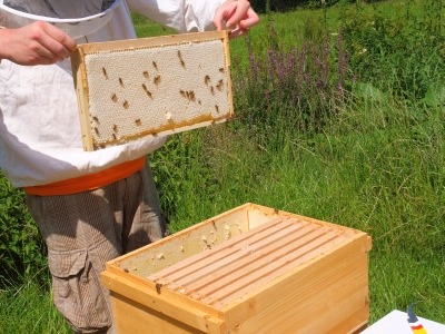 Honigwabe in den Sammelbehälter