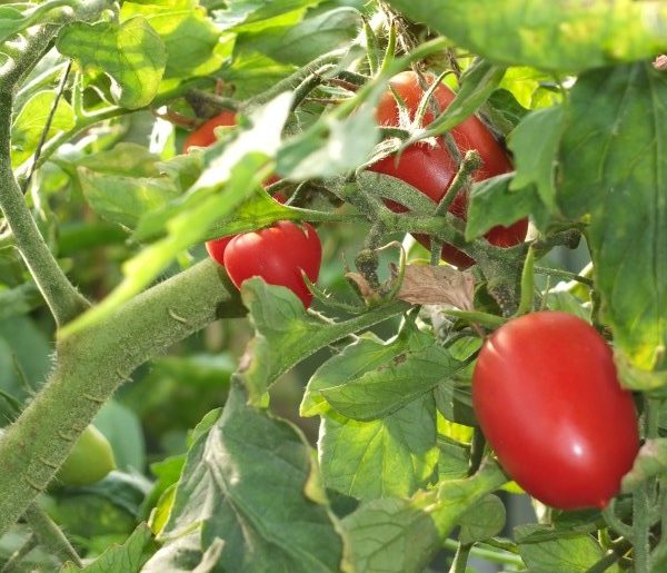reife San Marzano Tomaten