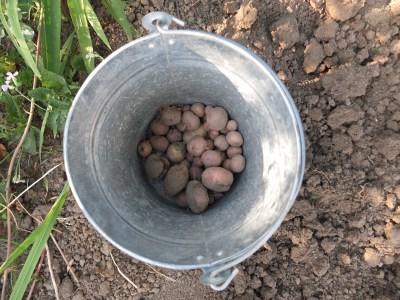 Kartoffeln in einem Eimer