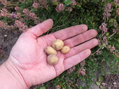kleine Kartoffeln auf einer Hand