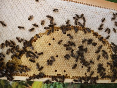 Bienenwabe mit Brut in allen Stadien