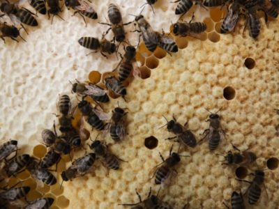 Bienenwabe mit Brut in allen Stadien Detailansicht