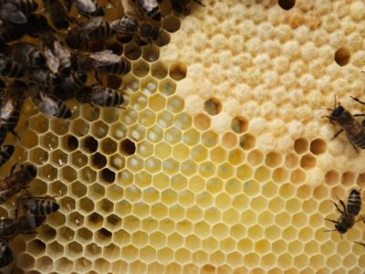 Bienenwabe mit Bienen Brut in allen Stadien Detail