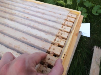 Bienen Fütterung Position Folie