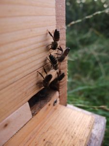 Bienen vor dem Flugloch im August