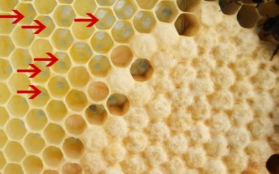 Bienen Maden Detail Großansicht
