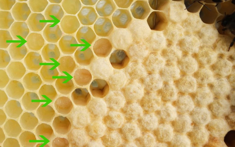 Varroakontrolle Ende August 2013 und Fütterung Bienen Brut Stifte Eier Großansicht