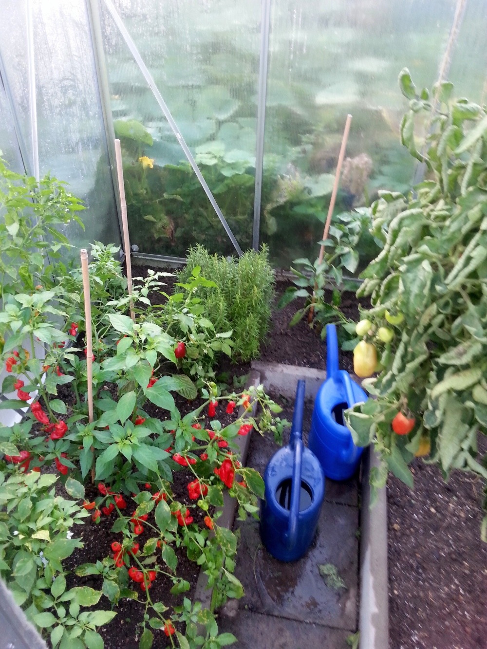 Rosmarin im Gewächshaus eingepflanzt