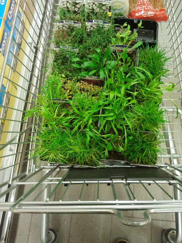 Pflanzen im Einkaufswagen