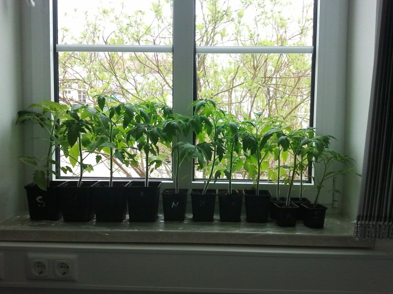Paprikapflanzen am 30. April auf der Fensterbank