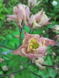 rosa Akelei Blüte