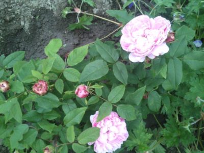 geöffnete Blüte der Rose Jacques Cartier