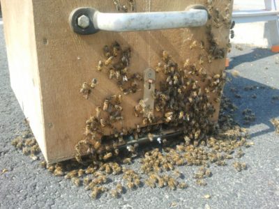 Bienenschwarm in Schwarmkiste mit Flugloch geöffnet nach dem Schwarmfang
