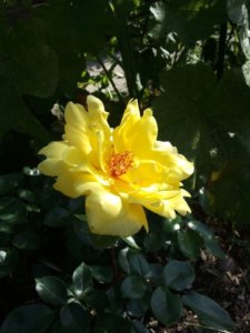 Blüte einer gelben ungefüllten Rose