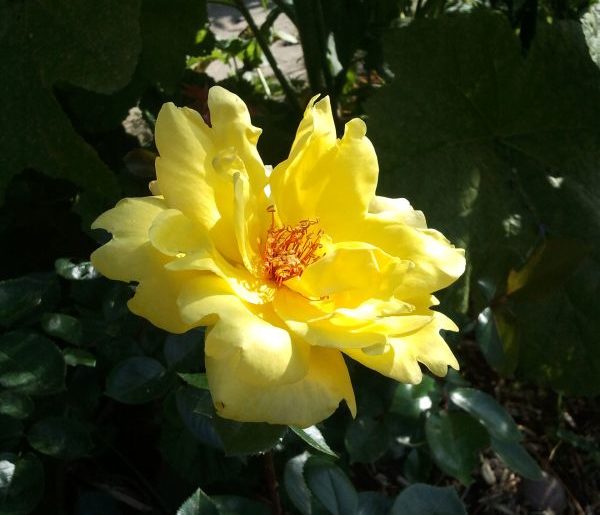 Blüte einer gelben ungefüllten Rose