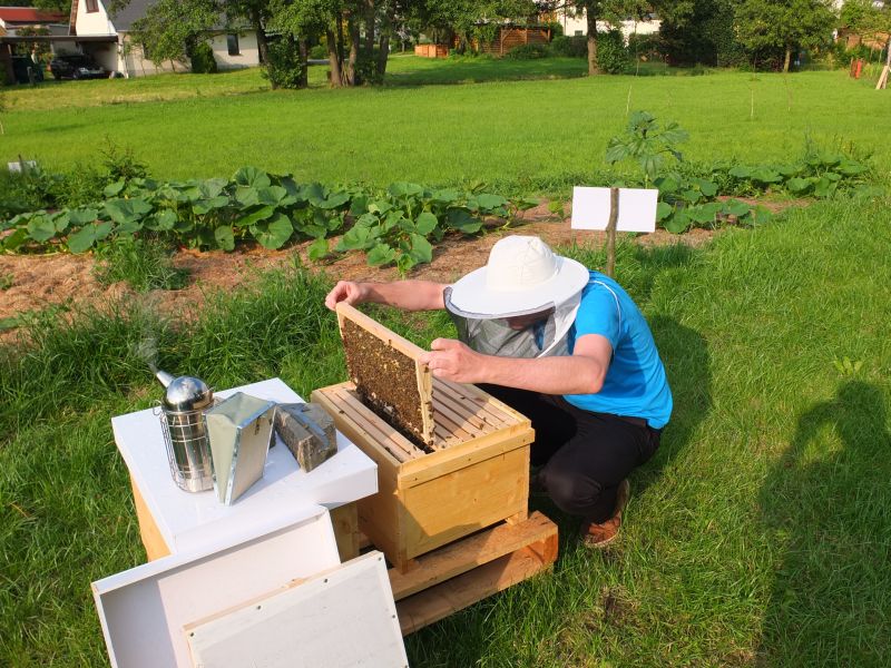 Ein Imker mit Schutzanzug zieht Waben aus einem Bienenstock